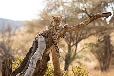 Léopard - Kenya