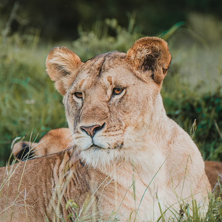Safari Kenya Masaï Mara