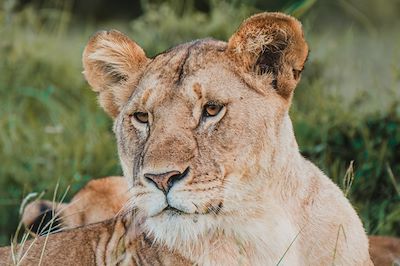 Lionne 