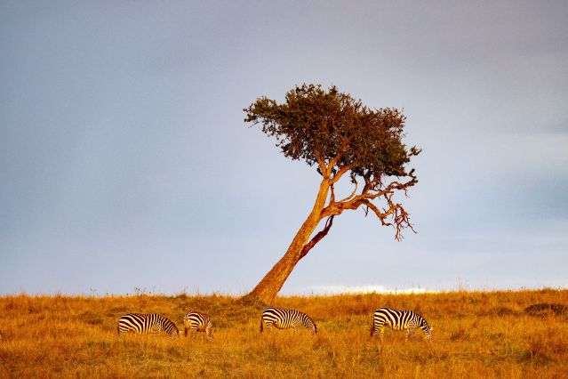 Zèbres dans la réserve nationale du Masai-Mara - Kenya 