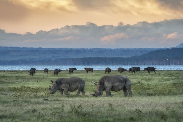 Rhinocéros dans le parc national du lac Nakuru - Kenya 