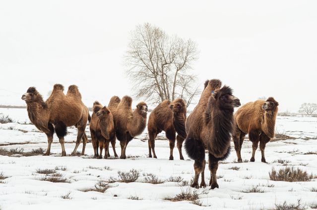Troupeau de chameaux - Ak-Moyun - Kirghizistan