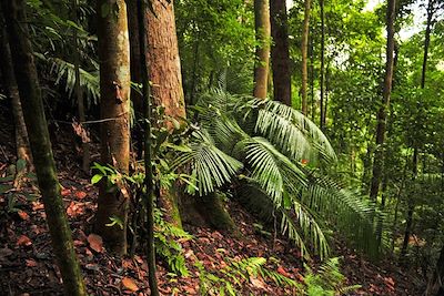 Voyage Temples et jungle : d’Angkor aux Cardamomes 1