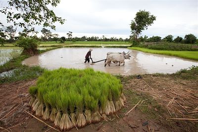 © Keat Tunier - Travail dans les rizières - Cambodge Travail dans les rizières - Cambodge