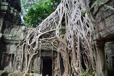 © Rémi Lasseigne - Ta Prohm - Angkor Vat - Cambodge Ta Prohm - Angkor Vat - Cambodge