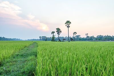 © minghaiyang / Adobe Stock - Rizière - Siem Reap - Cambodge Rizière - Siem Reap - Cambodge