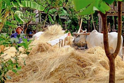 Koh Trong - Kratie - Cambodge