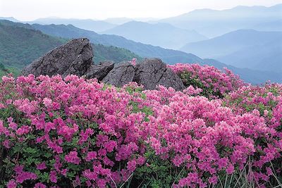 Parc national du mont Jirisan - Corée du Sud