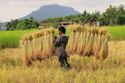© Margot Hannesse - Récolte du riz - Laos Récolte du riz - Laos