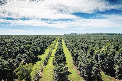 Plantation de café - Plateau de Boloven - Laos