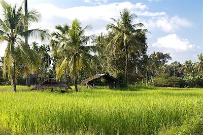 Rizières et palmiers à sucre - 4000 îles - Laos