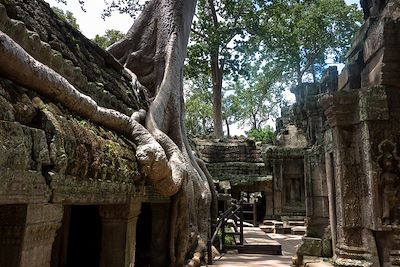 Ta Prohm - Angkor - Siem Reap - Cambodge