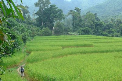 Randonnée à travers les rizières - Région de Nong Khiaw et Muang Ngoi - Laos