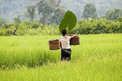 Rizière de Muang Ngoi - Laos