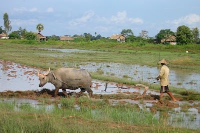 © Caroline Hauzeur - Ile du Mekong - Laos Ile du Mekong - Laos
