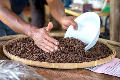 © Alexandre Renon - Café - Plateau des Boloven - Laos Café - Plateau des Boloven - Laos