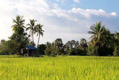 © Alexandre Renon - Rizières et palmiers à sucre - 4000 îles - Laos Rizières et palmiers à sucre - 4000 îles - Laos