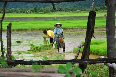 © Rémi Lasseigne - Balade dans les rizières près de Vat Phou - Laos Balade dans les rizières près de Vat Phou - Laos