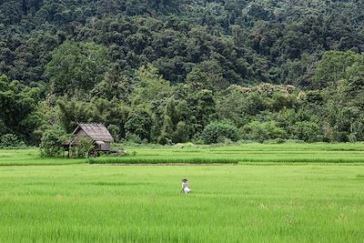Rizière de Nong Khiaw - Laos