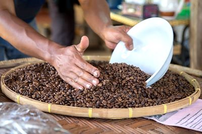 Café - Plateau des Boloven - Laos