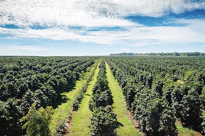 Plantation de café - Plateau de Boloven - Laos