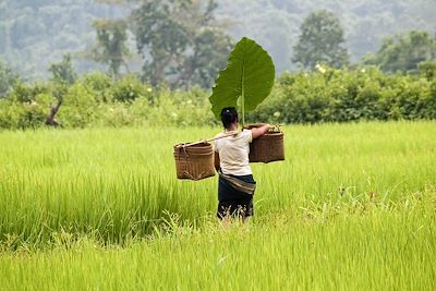 Rizière de Muang Ngoi - Laos