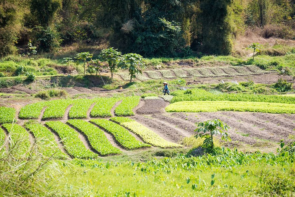 Image Visite Luang Prabang - Visite Vat Phou - Découverte Boloven