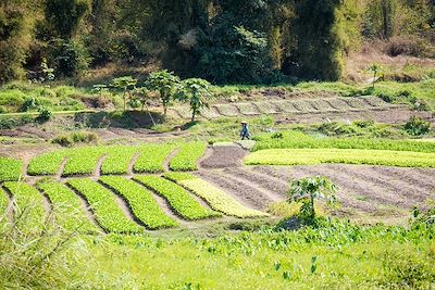 Rizière - Luang Prabang - Laos