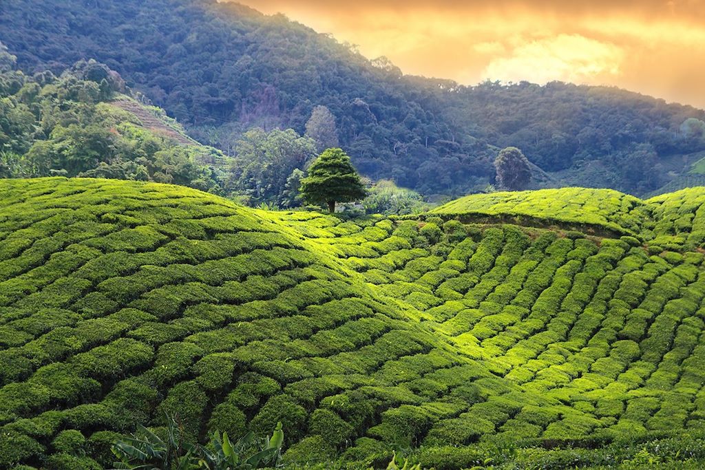 Voyage Le grand tour du Sri Lanka 1
