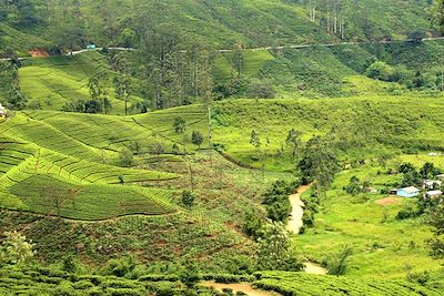 Plantations de thé - Sri Lanka