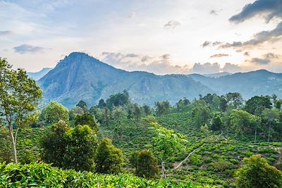 Découverte Sri Lanka