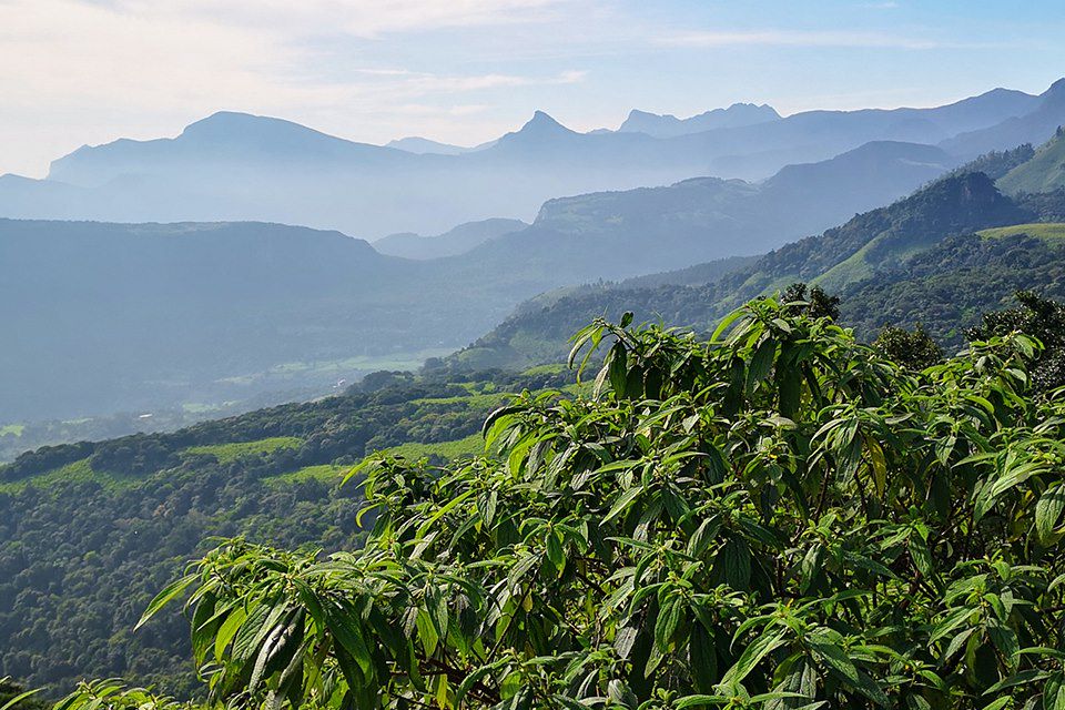 Image Randonnée Horton Plains - Ascension Sigiriya - Train Bandarawela