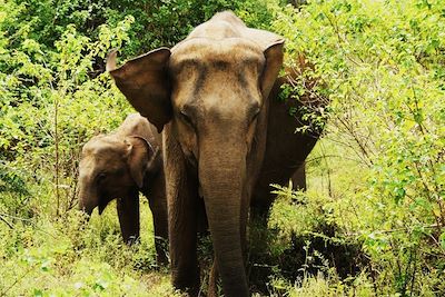 Le Parc national d'Uda Walawe - Sri Lanka