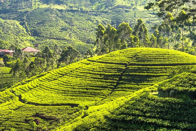 Randonnée Sri Lanka