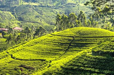 © rockermg / Adobe Stock - Plantation de thé - Sri Lanka Plantation de thé - Sri Lanka