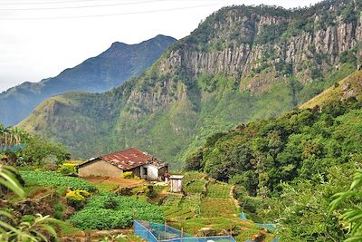 Région d'Ohiya - Sri Lanka