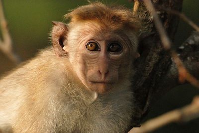 Singe - Parc National de Kumana - Sri Lanka