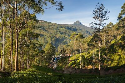 Marches sacrées au pays de l'Adam's Peak