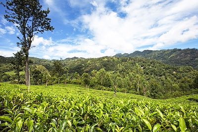 Plantations de thé à Haputale - Sri Lanka