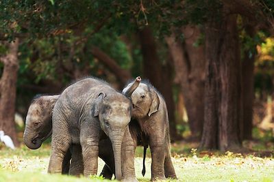 Eléphanteaux - Sri Lanka