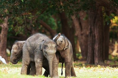 Voyage Insolite Sri Lanka 3