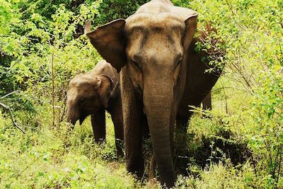 Le Parc national d'Uda Walawe - Sri Lanka
