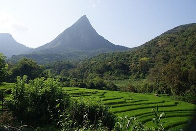 Rizières - Monts Knuckles - Meemure - Sri Lanka
