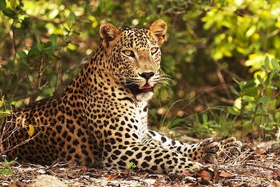 Léopard du Sri Lanka (ou panthère de Ceylan) - Sri Lanka