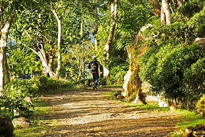 Randonnée en forêt - Sri Lanka