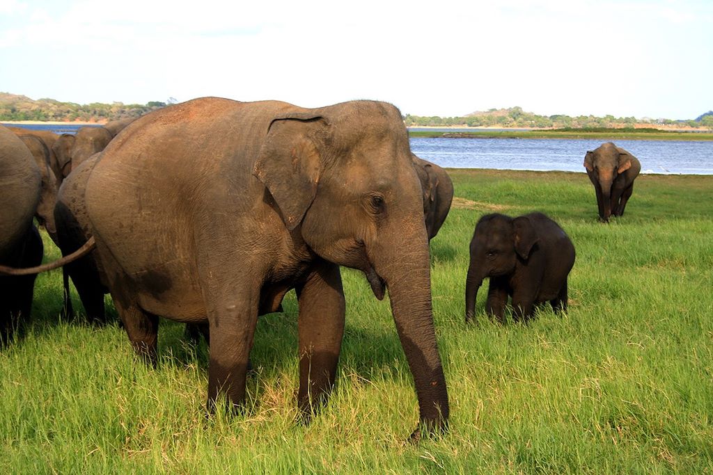 Voyage Un été au Sri Lanka 1