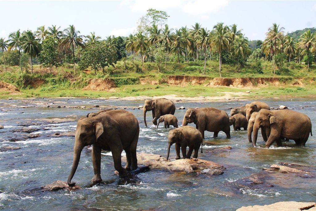 Bouddhas et éléphants du Sri Lanka