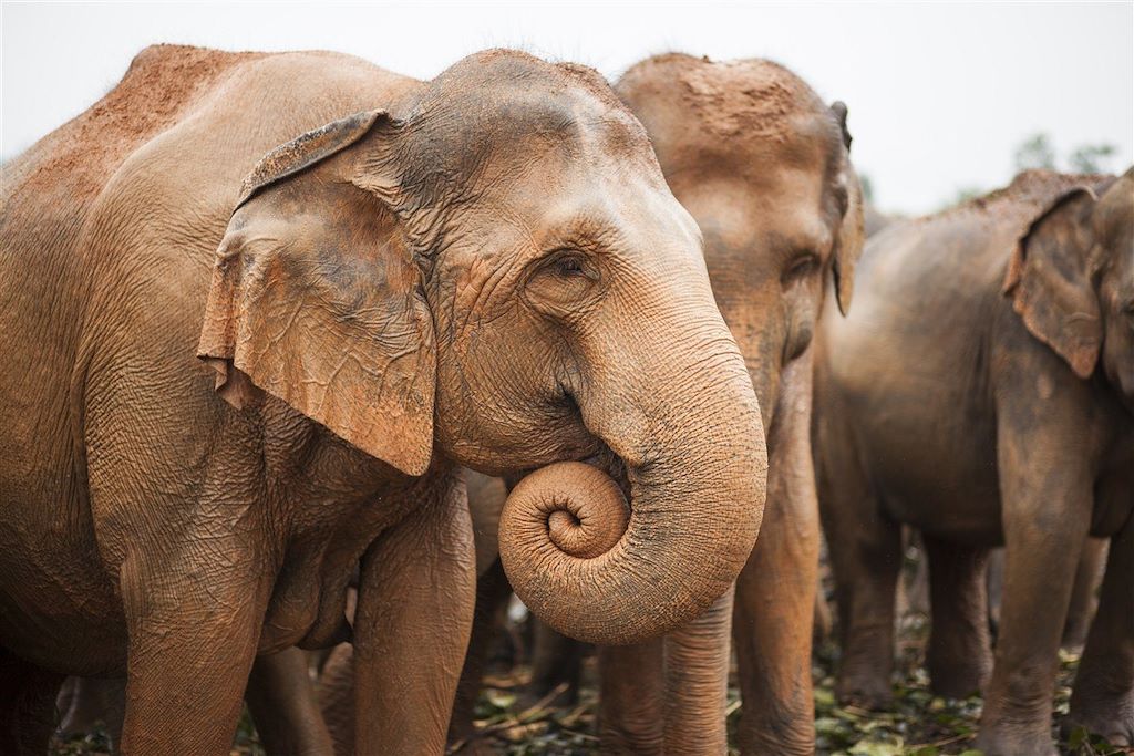 Voyage Bouddhas et éléphants du Sri Lanka 1