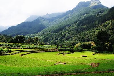 Les Monts Knuckles - Sri Lanka