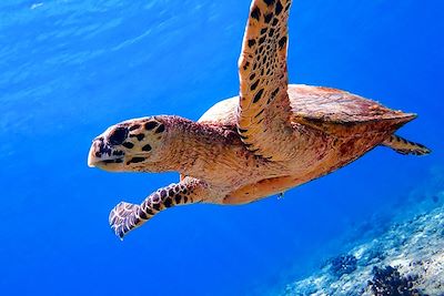 Tortue de mer - Maldives